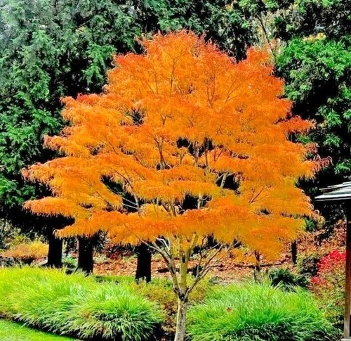 Acer palmatum koto ito - koto-no-ito, rare