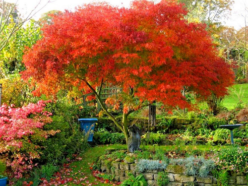Acer dissectum palmatum - acer,
