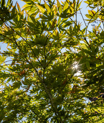 Acer palmatum kogane nishiki - palmatum,