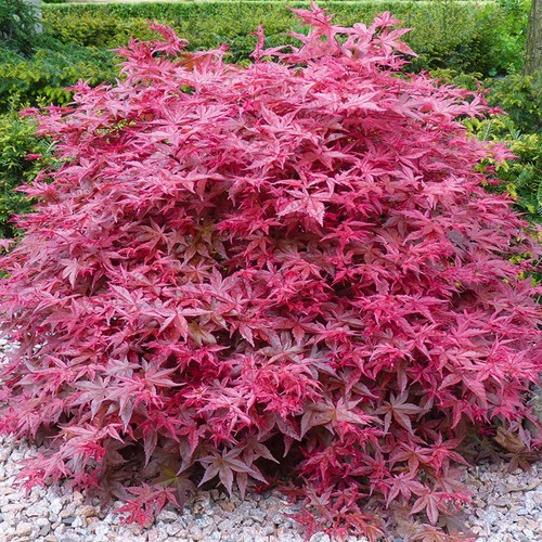 Acer palmatum beni - acer, 'beni-maiko'
