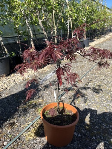 Japanese maple acer - japanese,