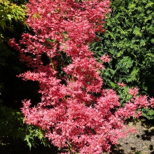Acer palmatum wilson - wilson's, pink