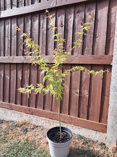 Acer palmatu japanese maple - palmatu,