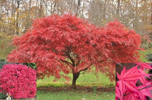 Japanese maple acer - maple, plant