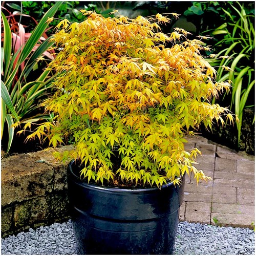 Acer palmatum katsura - acer, 'katsura'