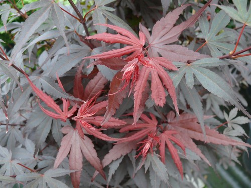Acer skeeters broom 4ft - acer,