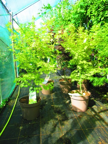 Large 4ft 15litre - large, (inc.