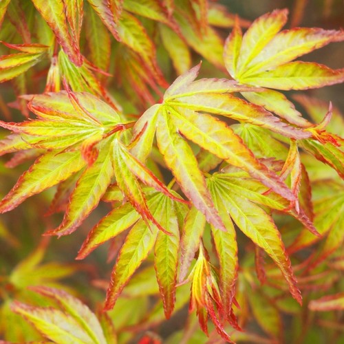 Japanese maple little princess - japanese,