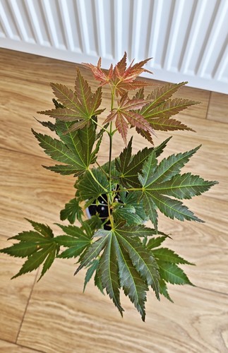 Acer palmatum mon papa - palmatum,