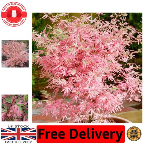 Elegant acer palmatum taylor - palmatum,