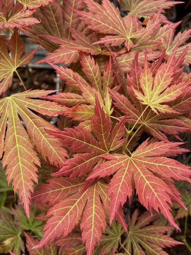 Acer palmatum mon - acer,